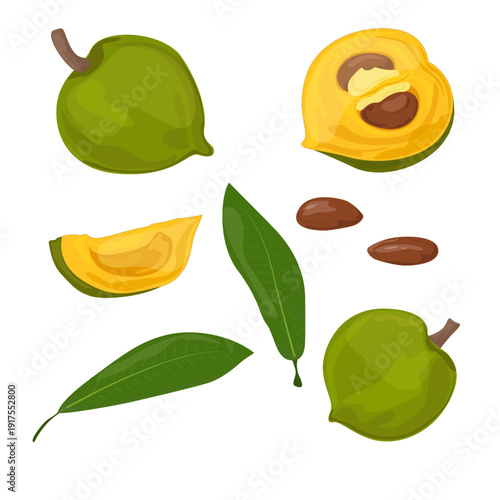 Set Lucuma Fruit
