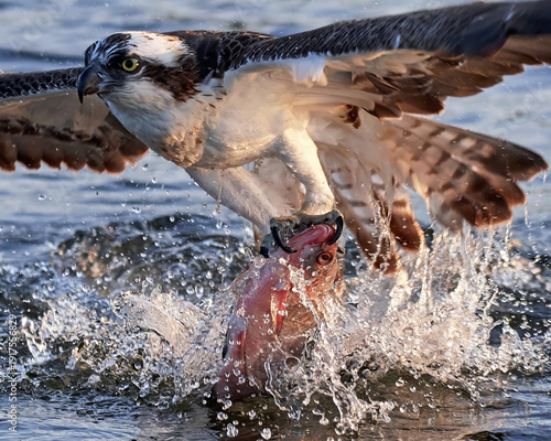 Osprey (Pandion haliaetus)