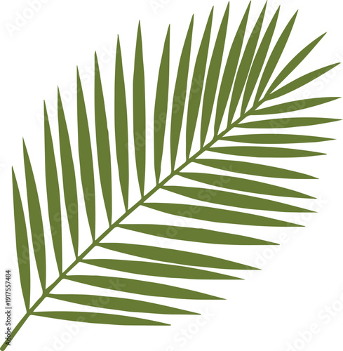 palm frond botanical clipart vector for logo icon and decor