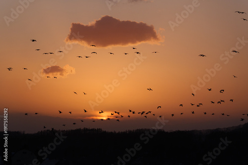 夕焼け空とマガンの群れ