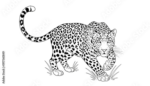 Powerful Leopard Stalking Through Grass, Wildlife Photography for Nature, Safari, and Adventure Marketing