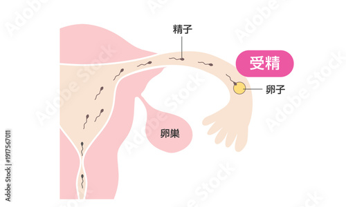子宮と妊娠の仕組み・受精