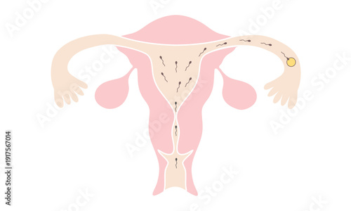 受精 妊娠のしくみイラスト