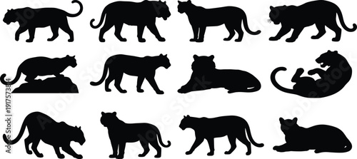 Black Silhouette Set of Wild Tigers in Various Poses Including Walking Crouching and Roaring for Wildlife Protection Nature Education and Zoo Vector
