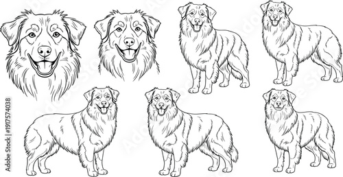 Australian Shepherd vector line art collection featuring expressive dog head portraits and full body standing poses, perfect for canine pet illustrations and breeder designs.
