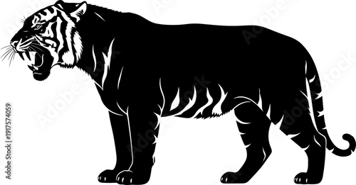 Aggressive roaring tiger standing profile view silhouette