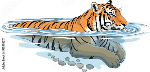 Bengal tiger swimming through a river in the jungle