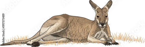 Illustration of a kangaroo resting in dry grass