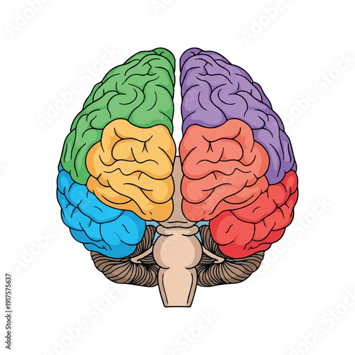 Colorful illustration of a human brain with different colored sections on a white background.
