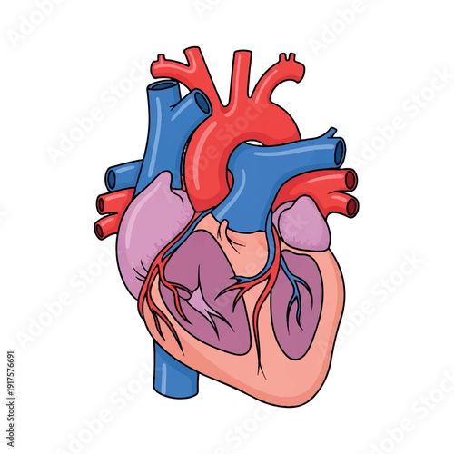 Anatomical illustration of a human heart with its chambers and blood vessels against a clean white background.