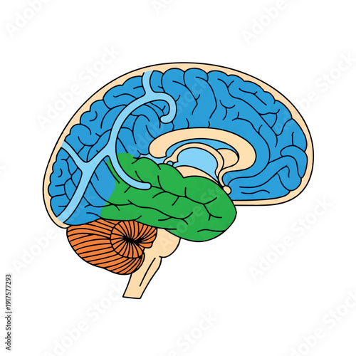 Detailed illustration of a human brain with colored sections on a white background.