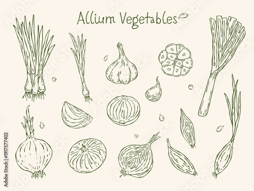 Hand-drawn line art vector set of allium vegetables. Includes onion, green onion, leek, garlic, shallot, red onion, and purple onion. Perfect for farmers market, recipes, posters, and print design