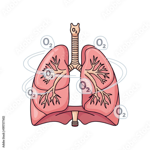 Illustration of human lungs with trachea and bronchi, highlighting oxygen flow in a medical diagram.