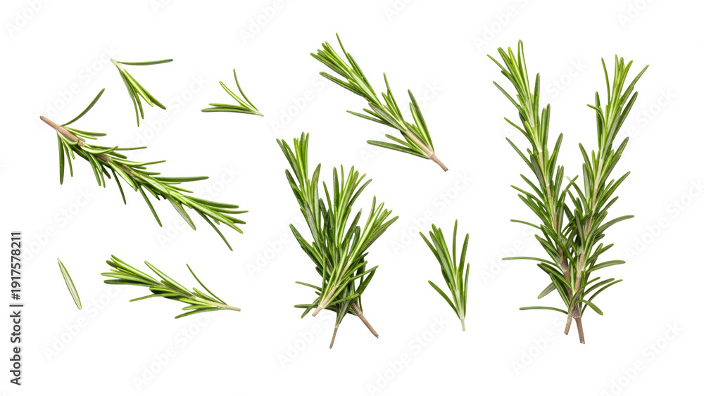 Fototapeta premium Fresh Rosemary Sprigs Isolated On Black Background