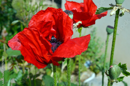 Papaver Orientale