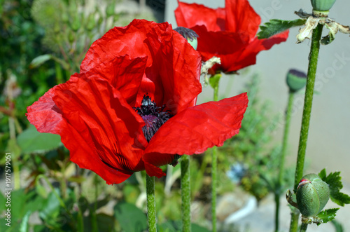 Papaver Orientale