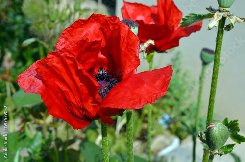 Papaver Orientale