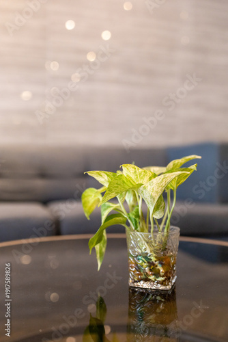 Quadro su tela Top view of Golden Pothos in Glass vase on the table, focus selective