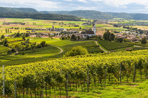 Vineyards overlooking Bergkirche St. Moritz in Hallau, Klettgau wine region, Canton of Schaffhausen, Switzerland