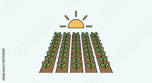Rows of green plants growing in soil under a sunny sky at sunrise or sunset in an agricultural field