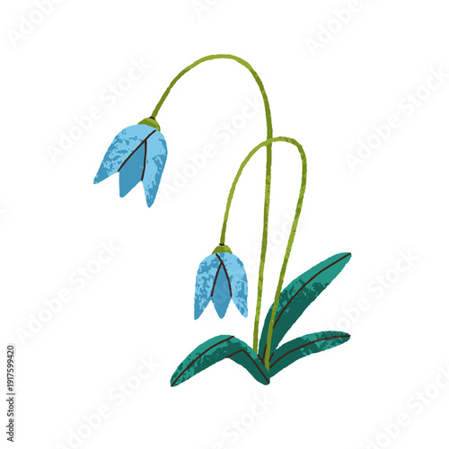 Spring flower. Floral plant, blooms and leaf. Snowdrops growing. Campanula wildflower with delicate stem, gentle blossoms. Nature decoration. Flat vector illustration isolated on white background