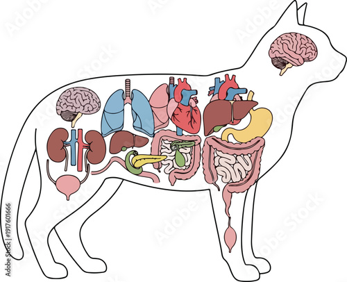 Cat anatomy illustration showing internal organs including brain, lungs, heart, and digestive system, isolated on white , Generative Ai