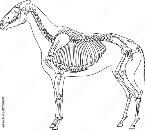 Equine Skeleton Anatomy: Detailed Line Drawing of a Horse's Full Skeletal System , Generative Ai