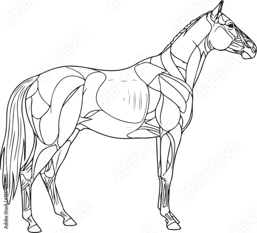 Equine Muscle Anatomy: Detailed Line Drawing of Horse's Muscular System, Side View , Generative Ai