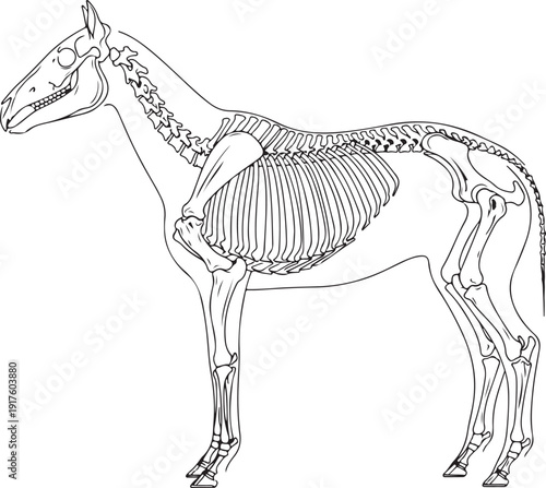 Horse Skeleton Side View: Clear Outline Illustration of Equine Skeletal Anatomy , Generative Ai