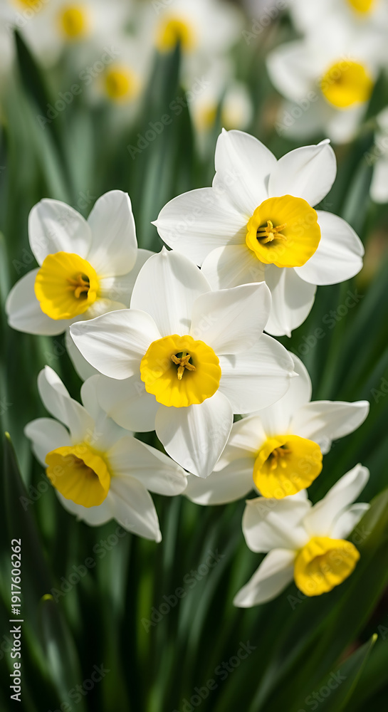 Fototapeta premium Close-up of a cluster of white daffodils with yellow centers, blooming in spring sunlight