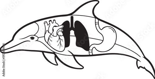 Illustration of a dolphin's internal organs, including heart and lungs, with a stylized outline and bold black details on a white background. , Generative Ai