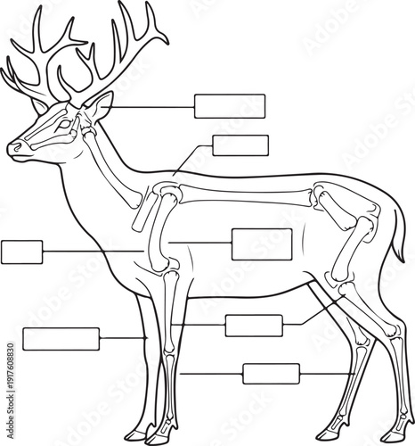 Deer skeleton illustration with blank labels for anatomy study, showing bone structure of a male deer with antlers on a white background. , Generative Ai