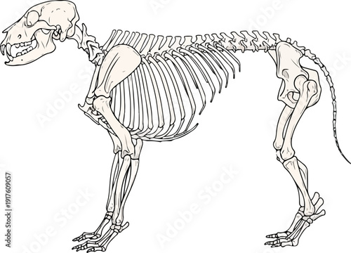 A rat's skeleton is presented in a light beige tone against a white background, detailed for scientific and educational study. , Generative Ai