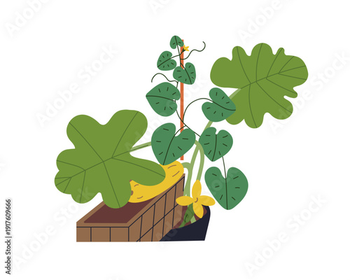 Vegetable growing in pot. Zucchini courgette harvest, plant with climbing vine. Fresh organic homegrown garden in basket container. Urban farming. Flat vector illustration isolated on white background