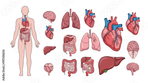 Comprehensive collection of human anatomical organs including the heart, lungs, liver, brain, and digestive system on white.
