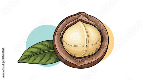 Close up detailed botanical illustration of a whole macadamia nut in its hard shell next to a single fresh green leaf on white.