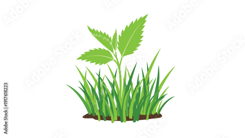 Young green plant sprout growing out of a patch of thick green grass isolated on a white background for environmental concepts.