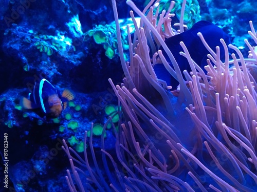 Wallpaper Mural Marine life and corals in the aquarium. Oceanarium. Torontodigital.ca