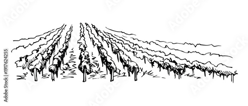 Grapevine rows, orchard trees landscape, vineyard vista. Hand-drawn vector ink illustration for eco food product labels, packaging, menus, farm branding, travel themes, harvest artwork, fruit stalls.