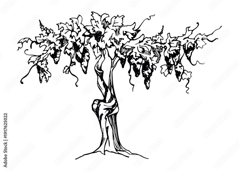 Naklejka premium Old vineyard tree with textured bark, grape clusters and leafy crown. Detailed vector illustration hand drawn in ink for food and drink themes, wine regions, artisanal branding, countryside design.