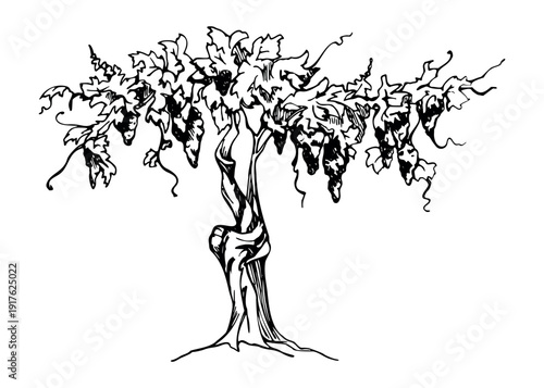 Old vineyard tree with textured bark, grape clusters and leafy crown. Detailed vector illustration hand drawn in ink for food and drink themes, wine regions, artisanal branding, countryside design.