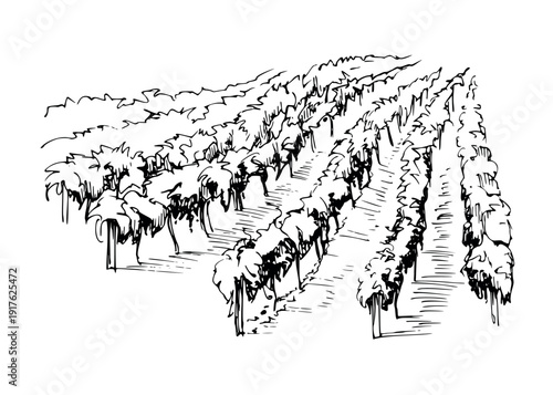 Agricultural, farmland cultivated trees in rows, orchard plantation, Mediterranean ink vector illustration hand drawn for scenery design, tour brochures, vineyard identity, romantic landscape visuals.