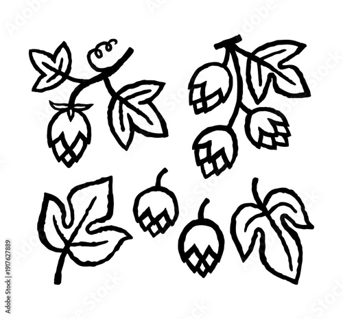 Hops drawings set with branches, leaves, and cones in a simple doodle style. Ink black hand drawn line illustration on white background