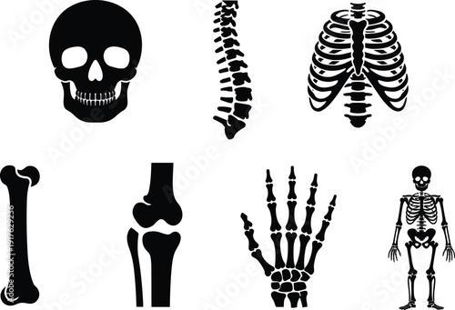 Human skeleton anatomy set with skull, spine, rib cage and bones silhouette vector illustration isolated on white