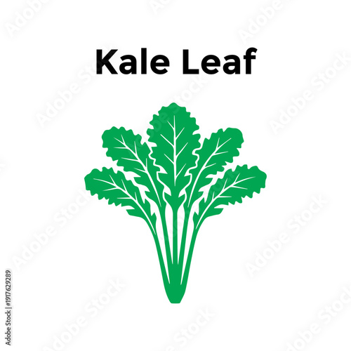 Kale leaf superfood vegetable illustration flat vector design for healthy lifestyle icon.