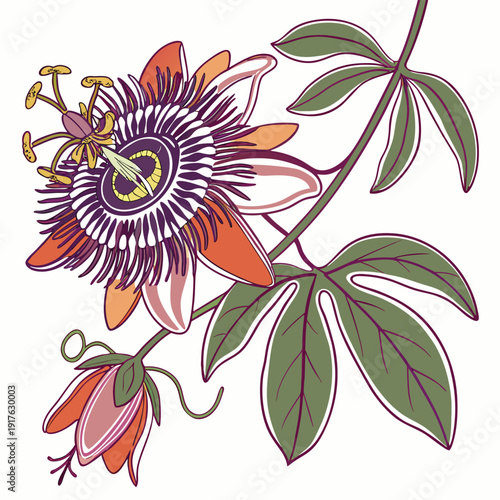 passion flower colorful on white background