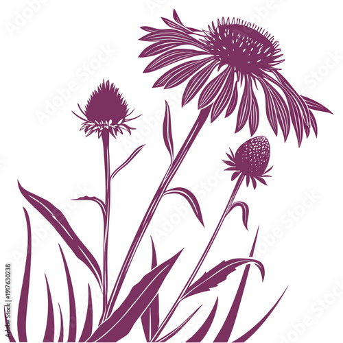 gaillardia silhouette on white background