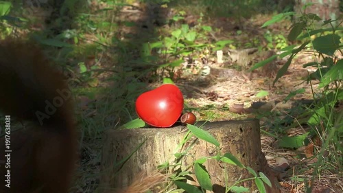 Red squirrel on a forest stump grabs a nut in its teeth, gives a quick nibble, pauses alertly, then runs off; a red toy heart stays behind on the stump in warm, quiet morning sunlight in the park.
