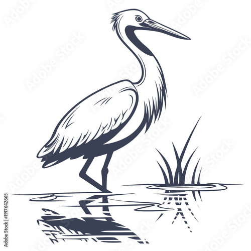 Heron standing in water with grass bird