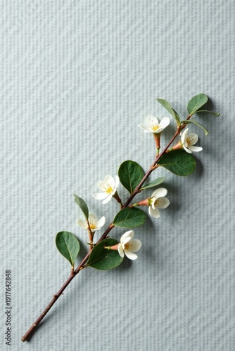 Delicate sprig of blossoming white flowers on a textured background, showcasing springtime elegance and natural beauty